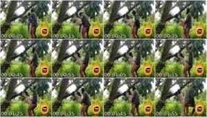 Kantotan Ala Tarzan sa Puno ng Manga Part 1